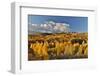 San Juan Mountains from the Dallas Divide morning light on fall colored Oak and Aspen, Colorado.-Darrell Gulin-Framed Photographic Print