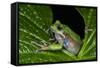 San Lucas Marsupial Frog, Andes, Ecuador-Pete Oxford-Framed Stretched Canvas