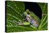 San Lucas Marsupial Frog, Andes, Ecuador-Pete Oxford-Stretched Canvas