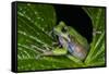 San Lucas Marsupial Frog, Andes, Ecuador-Pete Oxford-Framed Stretched Canvas