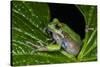 San Lucas Marsupial Frog, Andes, Ecuador-Pete Oxford-Stretched Canvas