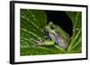 San Lucas Marsupial Frog, Andes, Ecuador-Pete Oxford-Framed Photographic Print