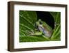 San Lucas Marsupial Frog, Andes, Ecuador-Pete Oxford-Framed Photographic Print