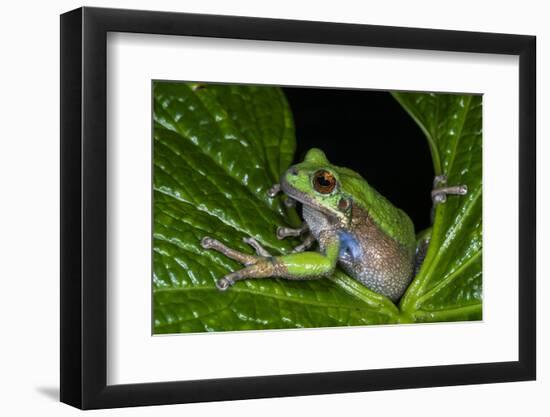 San Lucas Marsupial Frog, Andes, Ecuador-Pete Oxford-Framed Photographic Print