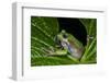 San Lucas Marsupial Frog, Andes, Ecuador-Pete Oxford-Framed Photographic Print