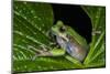 San Lucas Marsupial Frog, Andes, Ecuador-Pete Oxford-Mounted Photographic Print