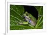 San Lucas Marsupial Frog, Andes, Ecuador-Pete Oxford-Framed Photographic Print