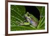 San Lucas Marsupial Frog, Andes, Ecuador-Pete Oxford-Framed Photographic Print