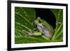 San Lucas Marsupial Frog, Andes, Ecuador-Pete Oxford-Framed Photographic Print