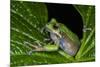 San Lucas Marsupial Frog, Andes, Ecuador-Pete Oxford-Mounted Photographic Print