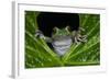 San Lucas Marsupial Frog, Andes, Ecuador-Pete Oxford-Framed Photographic Print