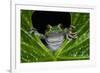 San Lucas Marsupial Frog, Andes, Ecuador-Pete Oxford-Framed Photographic Print