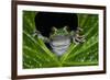 San Lucas Marsupial Frog, Andes, Ecuador-Pete Oxford-Framed Photographic Print