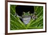 San Lucas Marsupial Frog, Andes, Ecuador-Pete Oxford-Framed Photographic Print