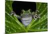 San Lucas Marsupial Frog, Andes, Ecuador-Pete Oxford-Mounted Photographic Print