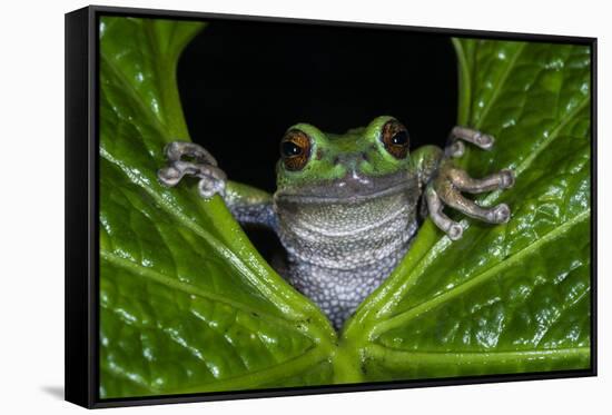 San Lucas Marsupial Frog, Andes, Ecuador-Pete Oxford-Framed Stretched Canvas