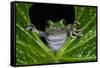 San Lucas Marsupial Frog, Andes, Ecuador-Pete Oxford-Framed Stretched Canvas