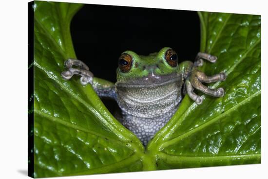 San Lucas Marsupial Frog, Andes, Ecuador-Pete Oxford-Stretched Canvas