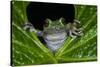 San Lucas Marsupial Frog, Andes, Ecuador-Pete Oxford-Stretched Canvas