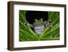 San Lucas Marsupial Frog, Andes, Ecuador-Pete Oxford-Framed Photographic Print