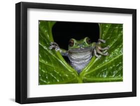 San Lucas Marsupial Frog, Andes, Ecuador-Pete Oxford-Framed Photographic Print