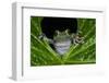 San Lucas Marsupial Frog, Andes, Ecuador-Pete Oxford-Framed Photographic Print