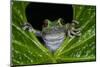 San Lucas Marsupial Frog, Andes, Ecuador-Pete Oxford-Mounted Photographic Print