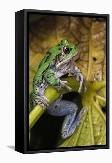 San Lucas Marsupial Frog, Andes, Ecuador-Pete Oxford-Framed Stretched Canvas