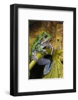 San Lucas Marsupial Frog, Andes, Ecuador-Pete Oxford-Framed Photographic Print