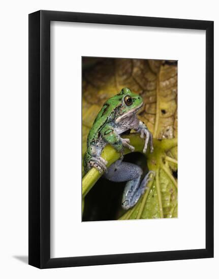 San Lucas Marsupial Frog, Andes, Ecuador-Pete Oxford-Framed Photographic Print