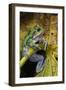 San Lucas Marsupial Frog, Andes, Ecuador-Pete Oxford-Framed Photographic Print