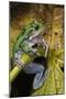 San Lucas Marsupial Frog, Andes, Ecuador-Pete Oxford-Mounted Photographic Print