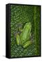 San Lucas Marsupial Frog, Andes, Ecuador-Pete Oxford-Framed Stretched Canvas