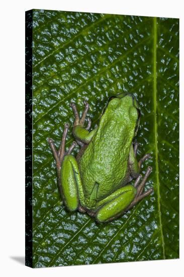 San Lucas Marsupial Frog, Andes, Ecuador-Pete Oxford-Stretched Canvas