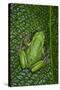 San Lucas Marsupial Frog, Andes, Ecuador-Pete Oxford-Stretched Canvas