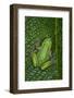 San Lucas Marsupial Frog, Andes, Ecuador-Pete Oxford-Framed Photographic Print