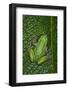 San Lucas Marsupial Frog, Andes, Ecuador-Pete Oxford-Framed Photographic Print