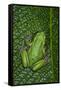 San Lucas Marsupial Frog, Andes, Ecuador-Pete Oxford-Framed Stretched Canvas