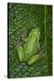 San Lucas Marsupial Frog, Andes, Ecuador-Pete Oxford-Stretched Canvas