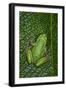 San Lucas Marsupial Frog, Andes, Ecuador-Pete Oxford-Framed Photographic Print