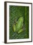 San Lucas Marsupial Frog, Andes, Ecuador-Pete Oxford-Framed Photographic Print