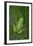 San Lucas Marsupial Frog, Andes, Ecuador-Pete Oxford-Framed Photographic Print