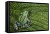 San Lucas Marsupial Frog, Andes, Ecuador-Pete Oxford-Framed Stretched Canvas