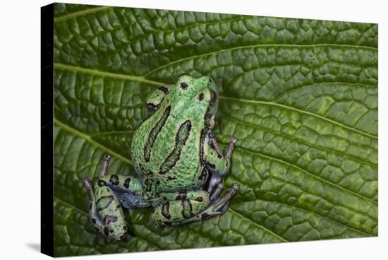 San Lucas Marsupial Frog, Andes, Ecuador-Pete Oxford-Stretched Canvas