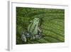 San Lucas Marsupial Frog, Andes, Ecuador-Pete Oxford-Framed Photographic Print