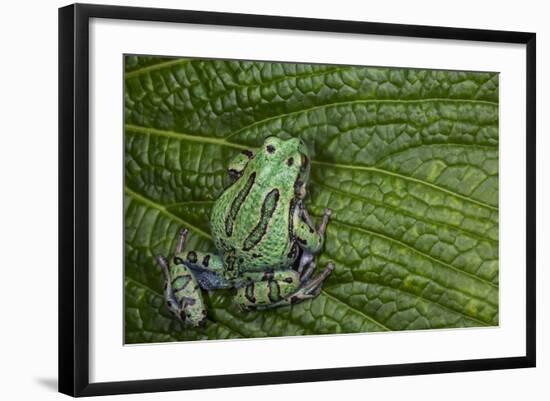 San Lucas Marsupial Frog, Andes, Ecuador-Pete Oxford-Framed Photographic Print