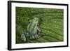 San Lucas Marsupial Frog, Andes, Ecuador-Pete Oxford-Framed Photographic Print