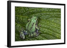 San Lucas Marsupial Frog, Andes, Ecuador-Pete Oxford-Framed Photographic Print