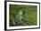 San Lucas Marsupial Frog, Andes, Ecuador-Pete Oxford-Framed Photographic Print