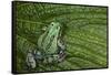 San Lucas Marsupial Frog, Andes, Ecuador-Pete Oxford-Framed Stretched Canvas